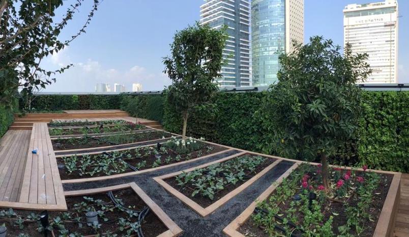 Asif rooftop garden plots with herbs and fruit trees