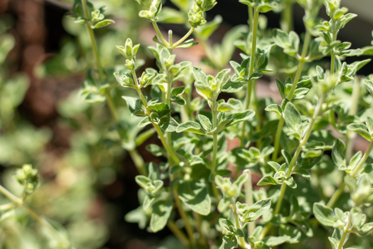 Tips for Growing Za'atar at Home Asif