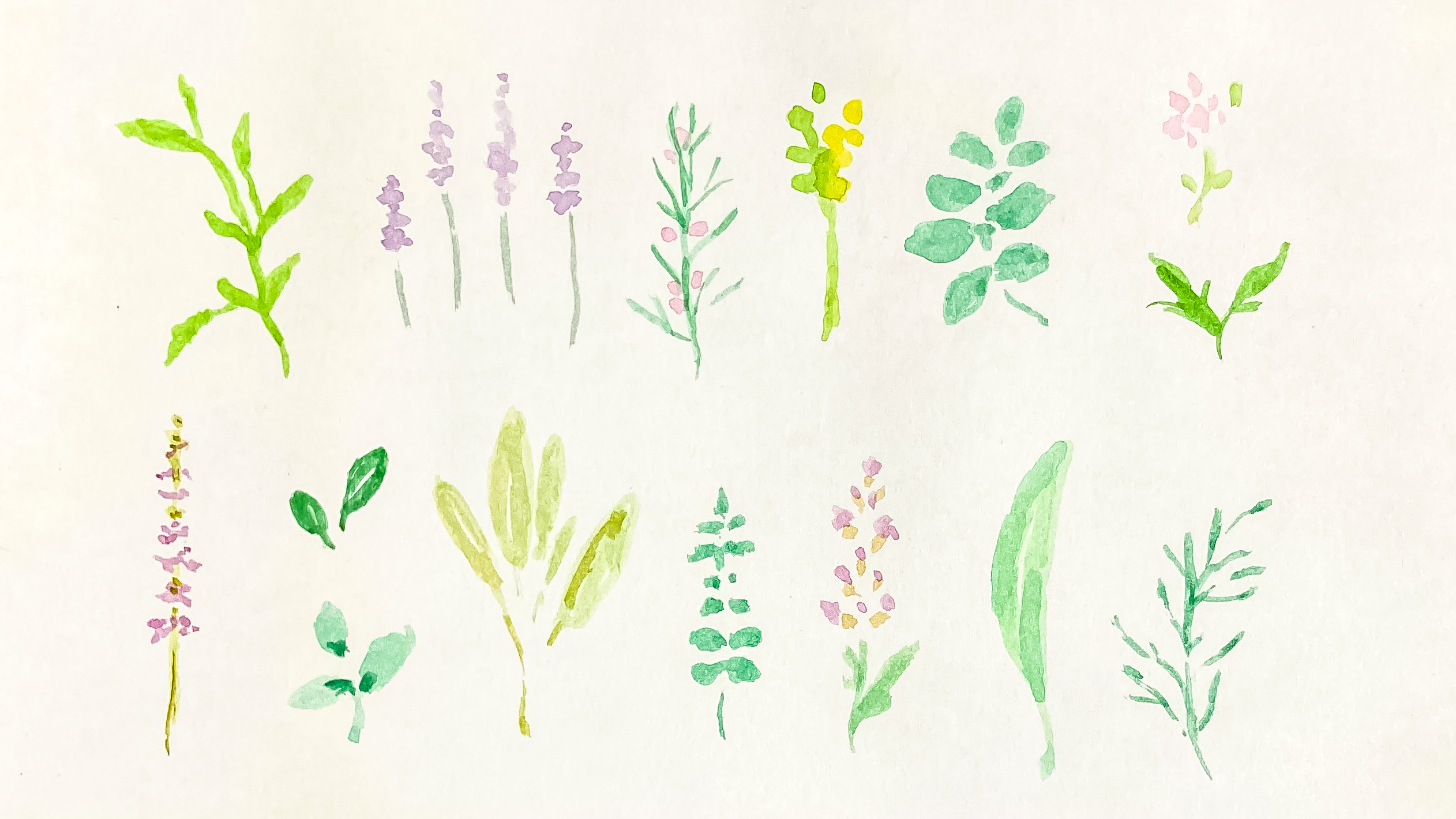 Watercolor illustration of fresh herbs