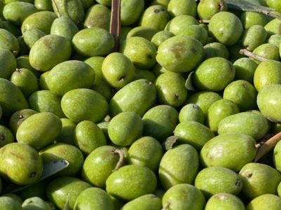 Fresh green olives along with stems