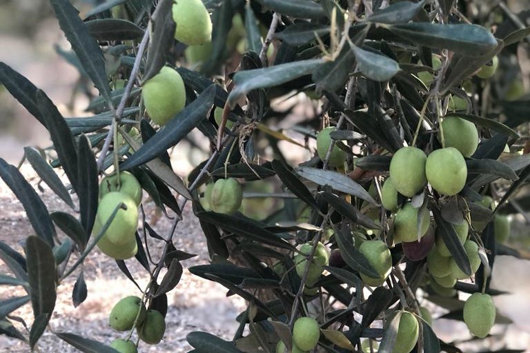 Green olives growing on a tree branch with leaves
