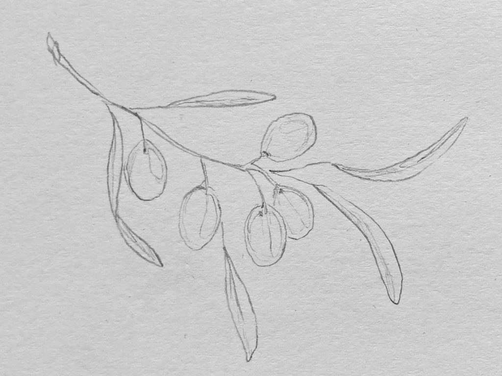 Illustration of olive branch
