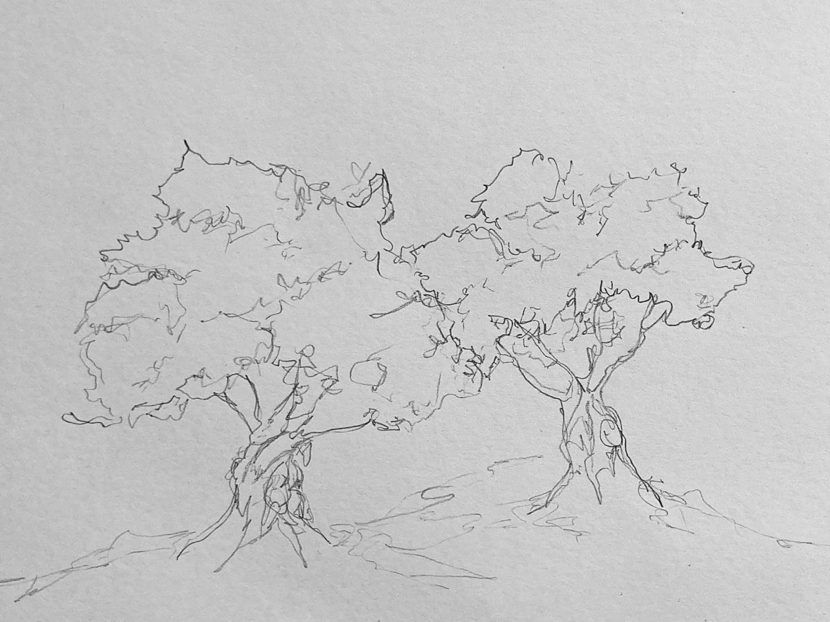 Illustration of Olive Trees on light gray paper