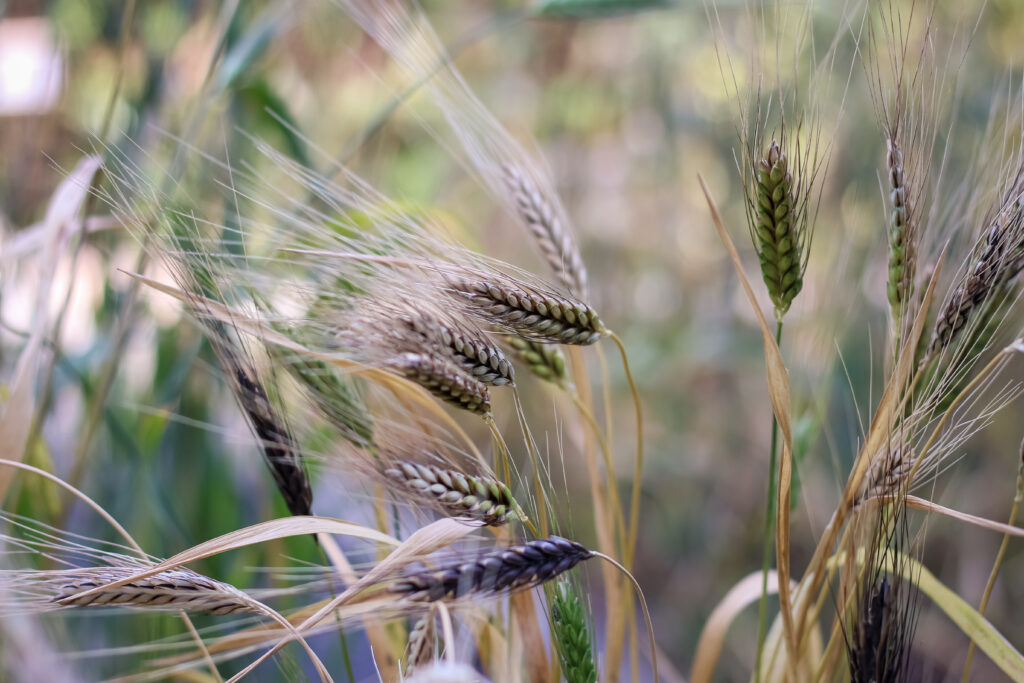 Heritage wheat stalks 