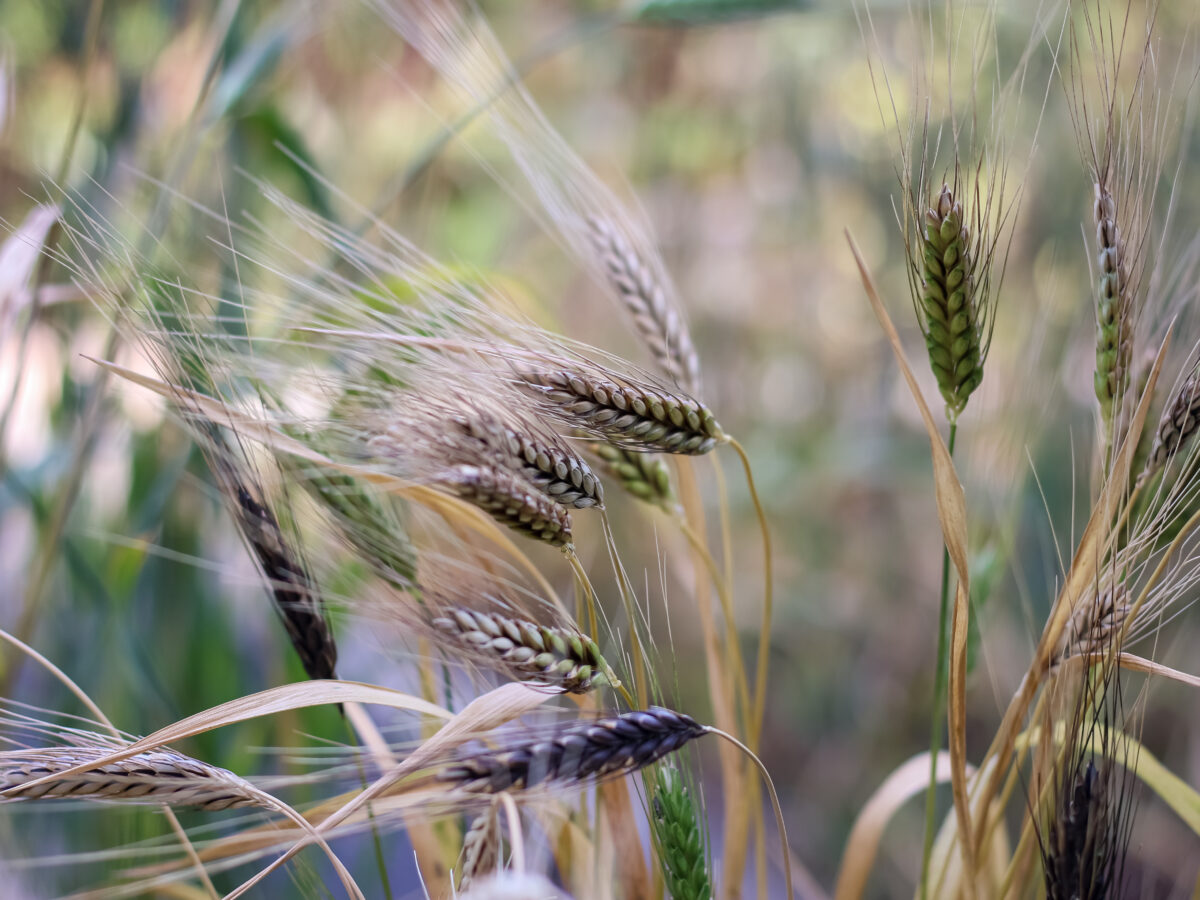Heritage wheat stalks
