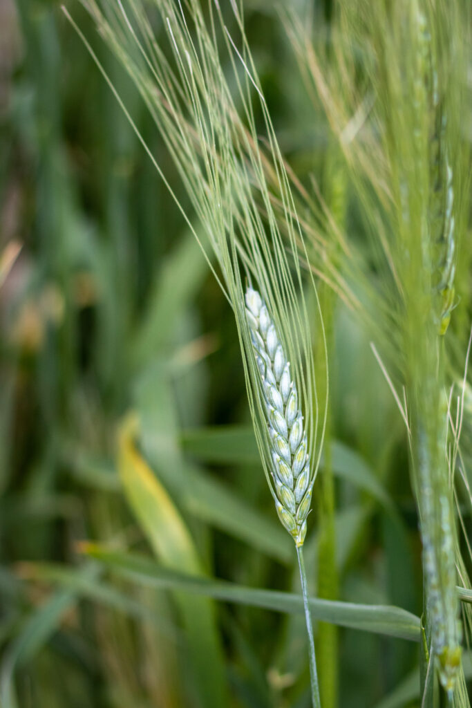 Heritage wheat on the stalk