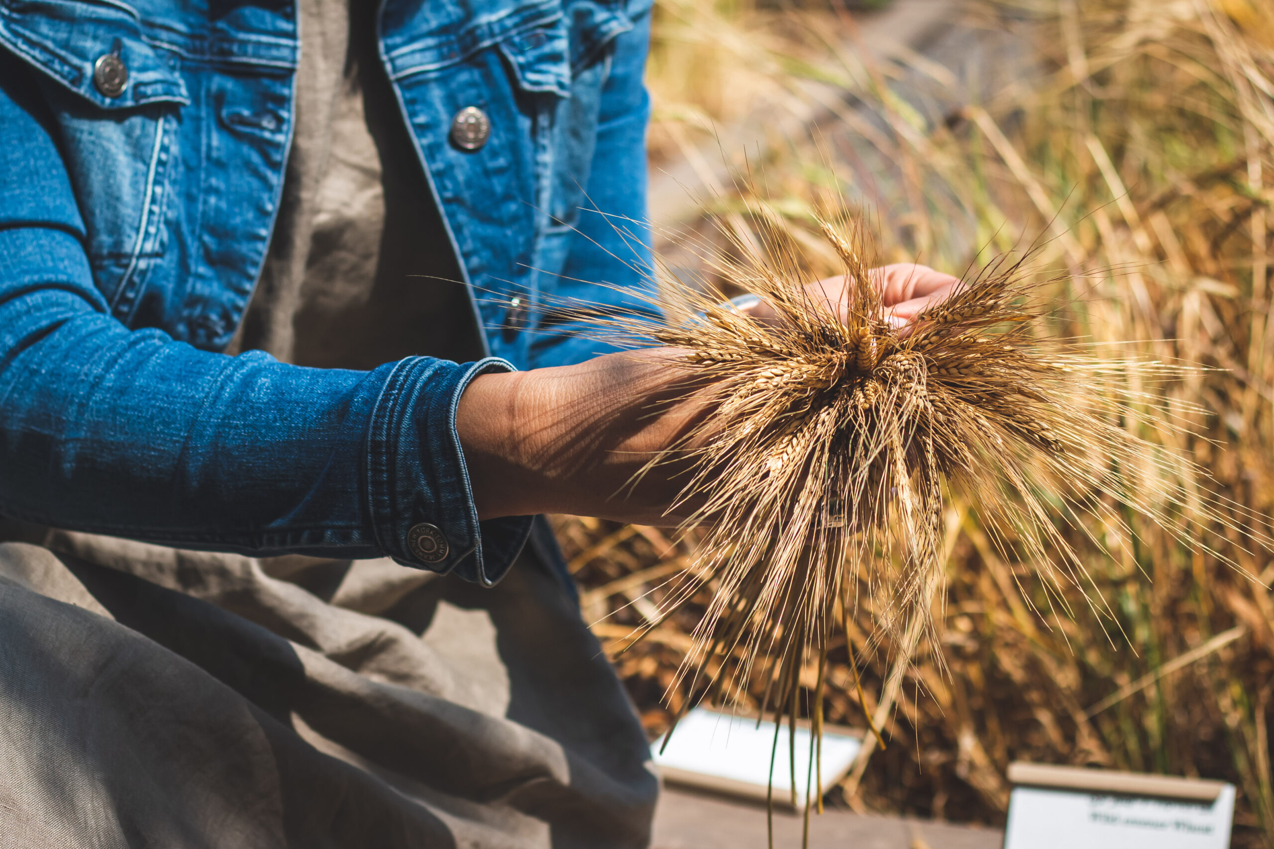 Woman in jean jacket holding stalks of harvested wheat