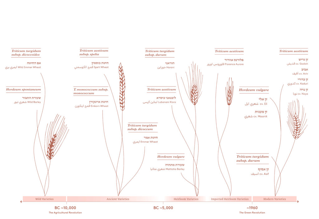 Illustrations of wheat varieties with their names in English, Hebrew, and Arabic