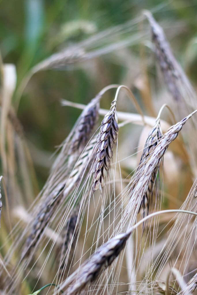 Heritage wheat on the stalk
