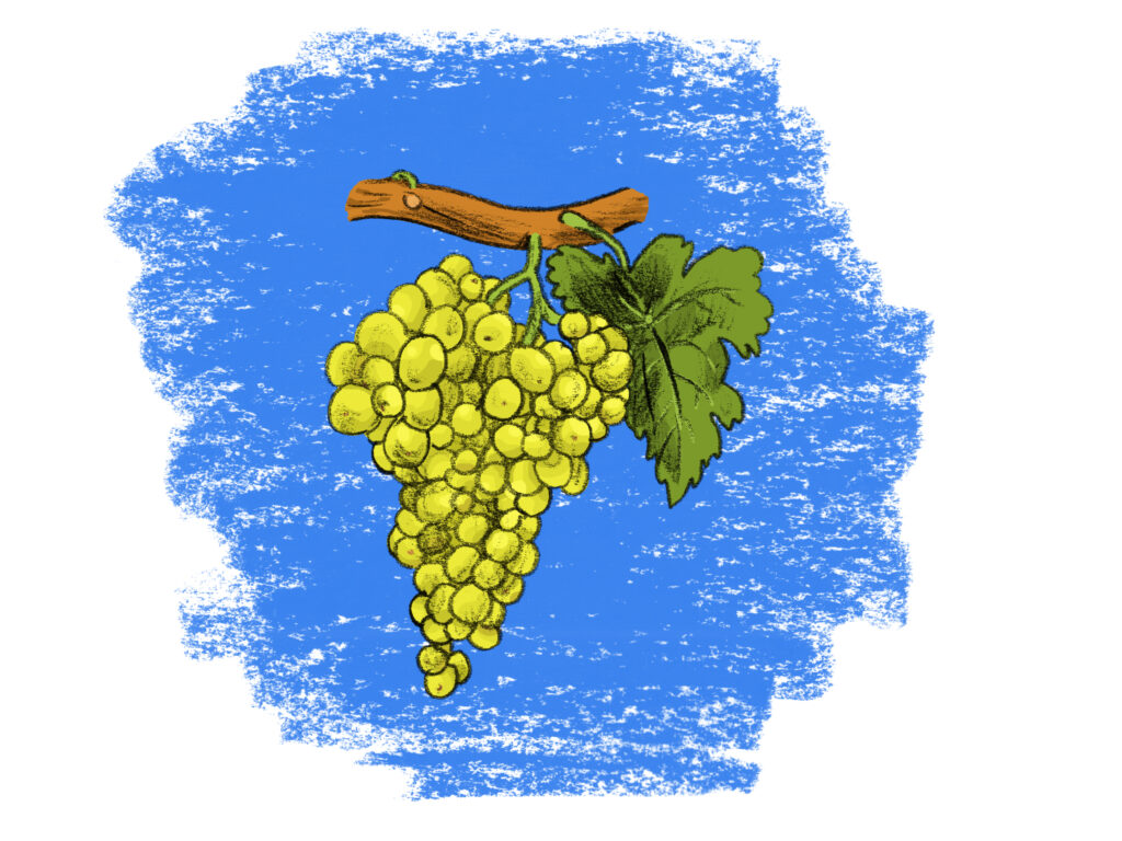 Grape bunch hanging from vine illustrated