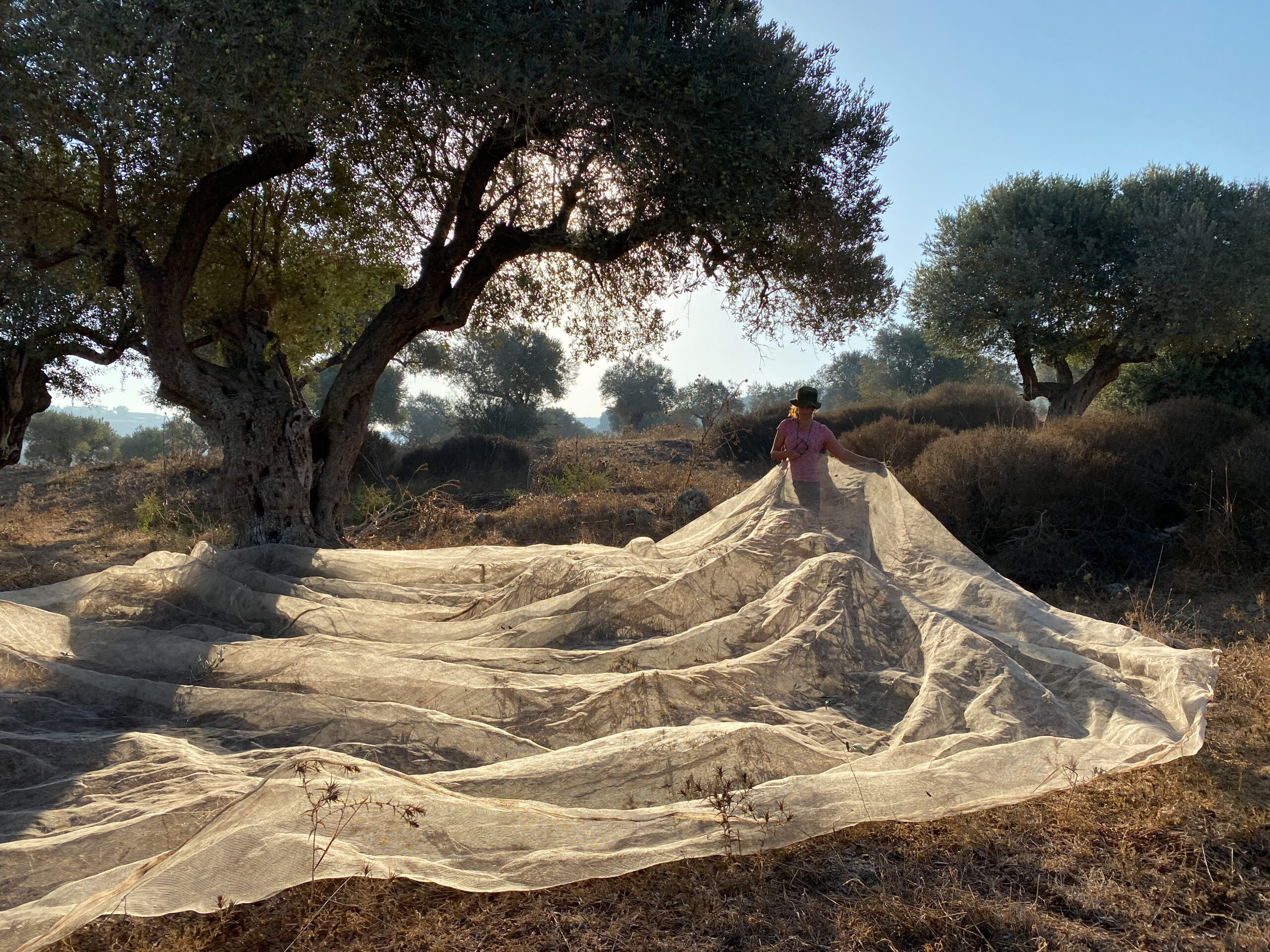 Person setting up net for olive harvest in a grove