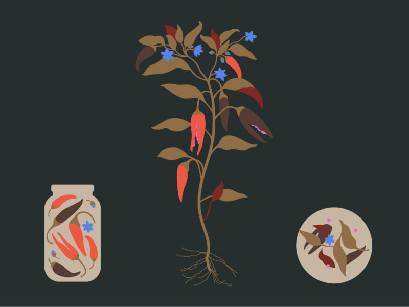 Illustration of peppers and flowers