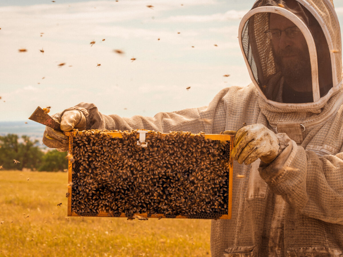 Beekeeper holding up a part of a hive in a field