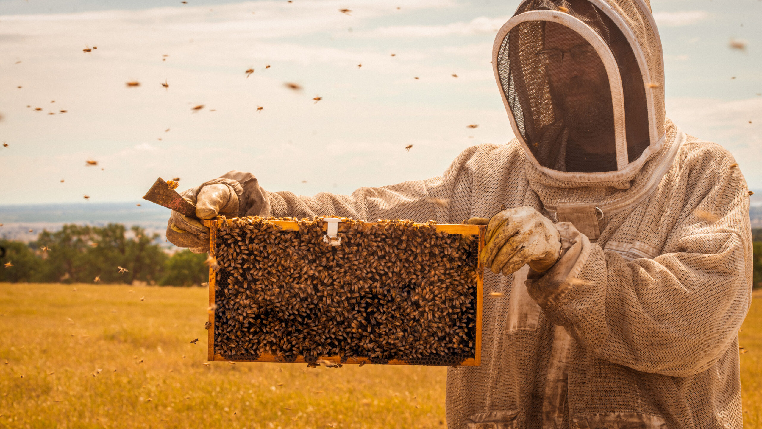 Beekeeper holding up a part of a hive in a field