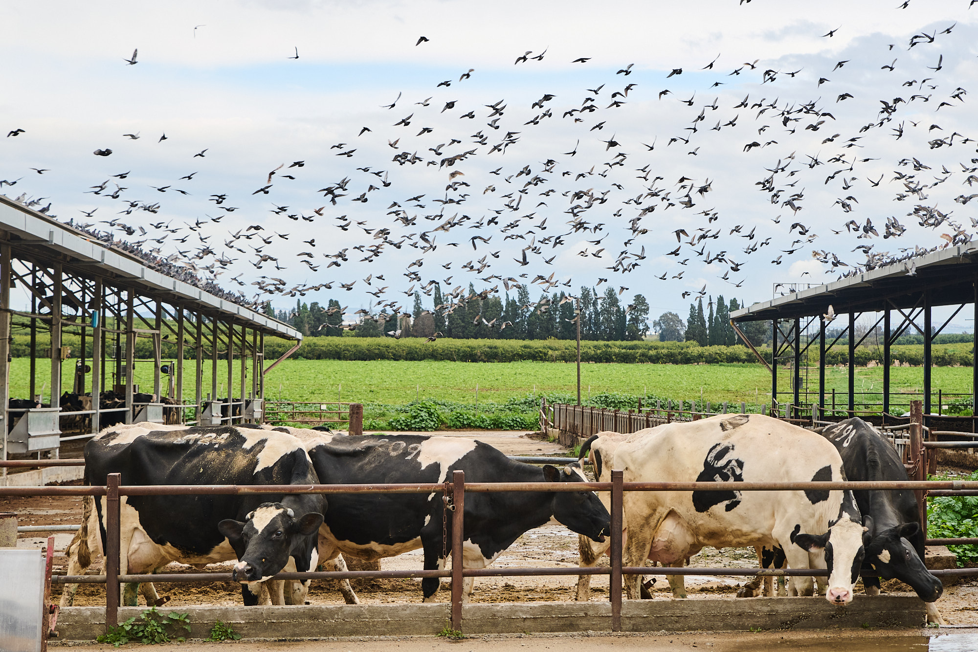 המחלבה הקטנה