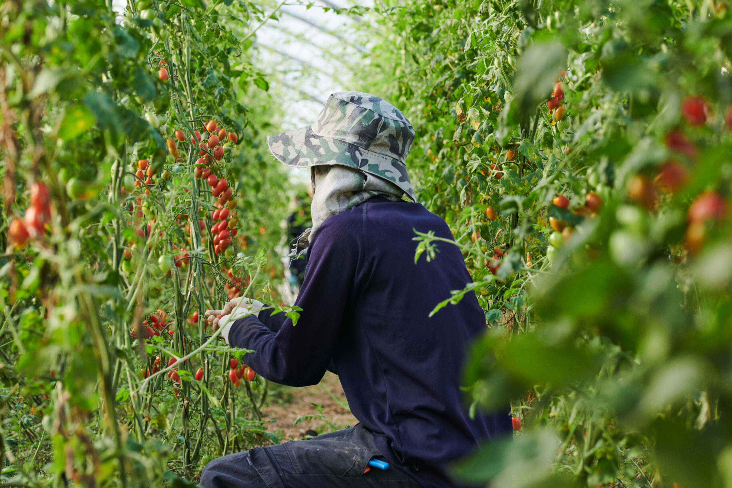 קטיף עגבניות שרי בחממות