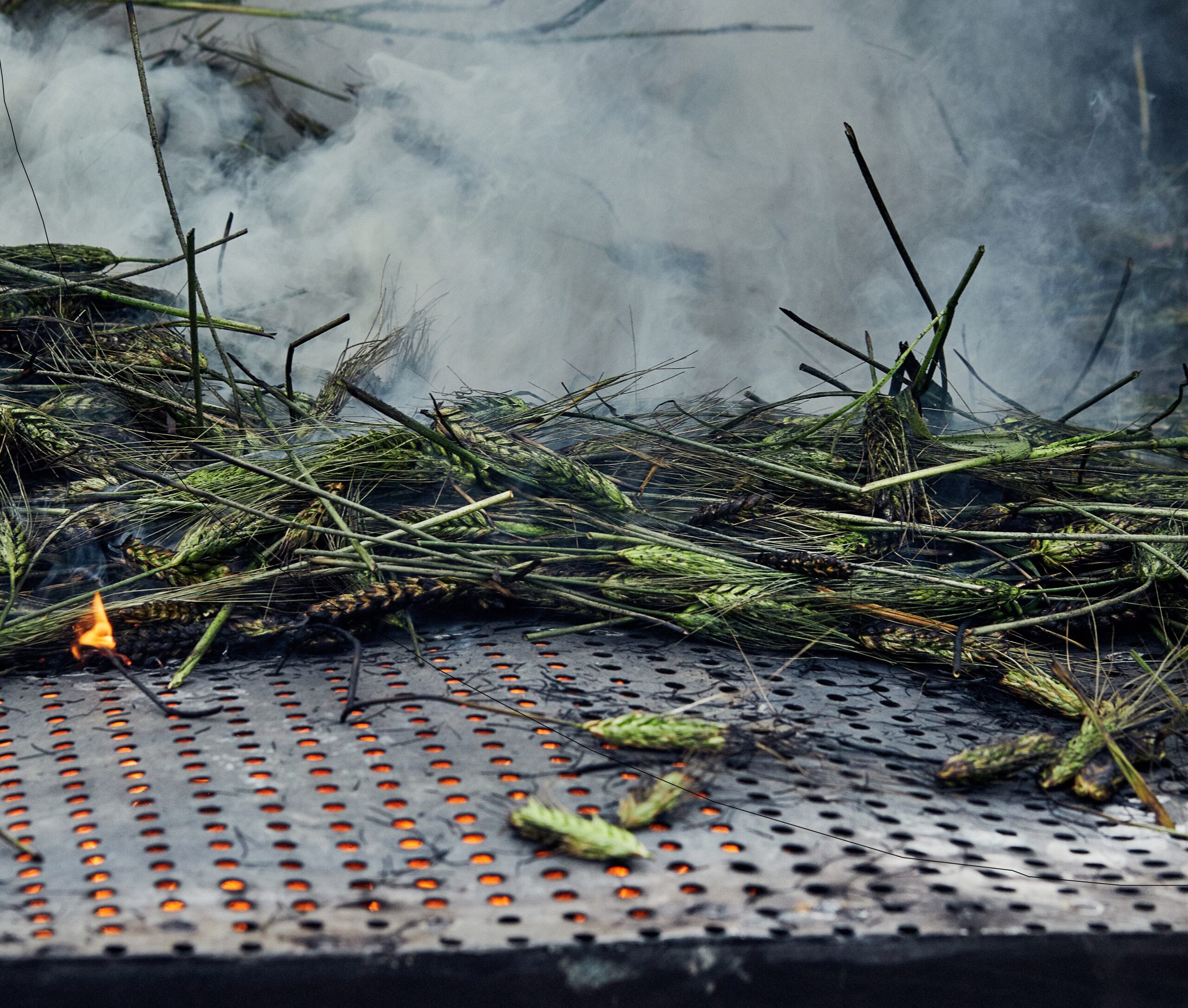 קליית פריקה - חיטה ירוקה בשדה