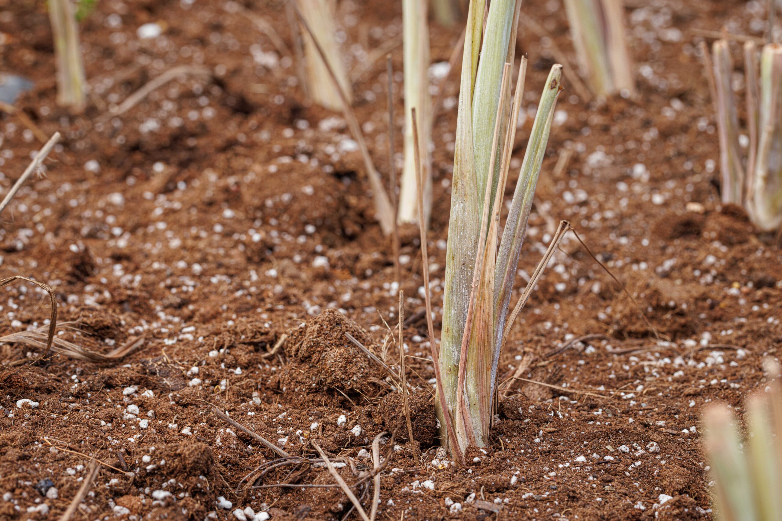 למון גראס של חביביאן נשתל באדמת החווה על גג אסיף
