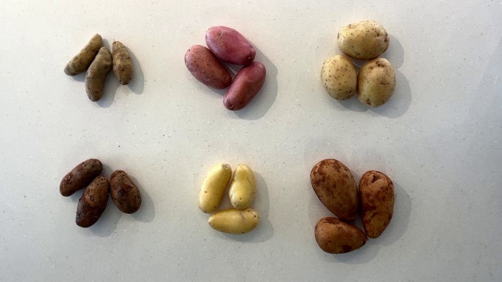 זני תפוחי אדמה