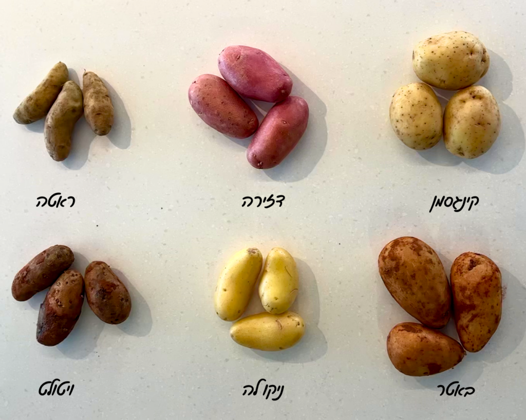 זני תפוחי אדמה