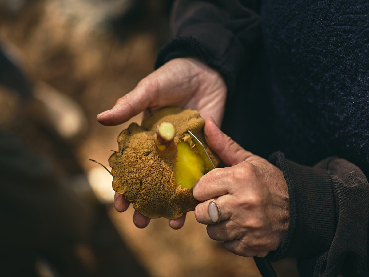 אורניה מליקוט