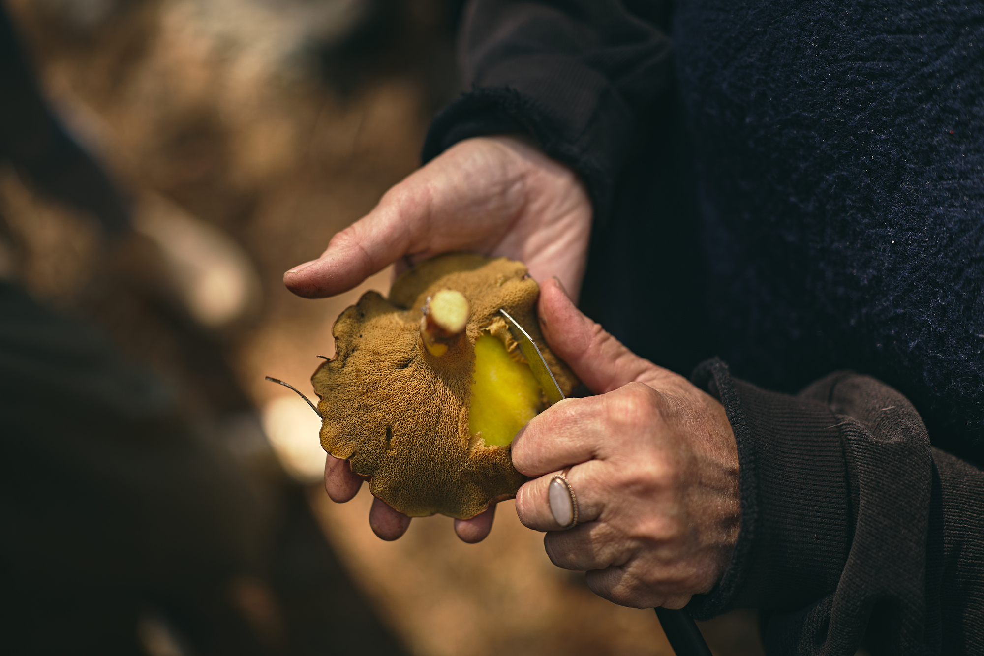 אורניה מליקוט