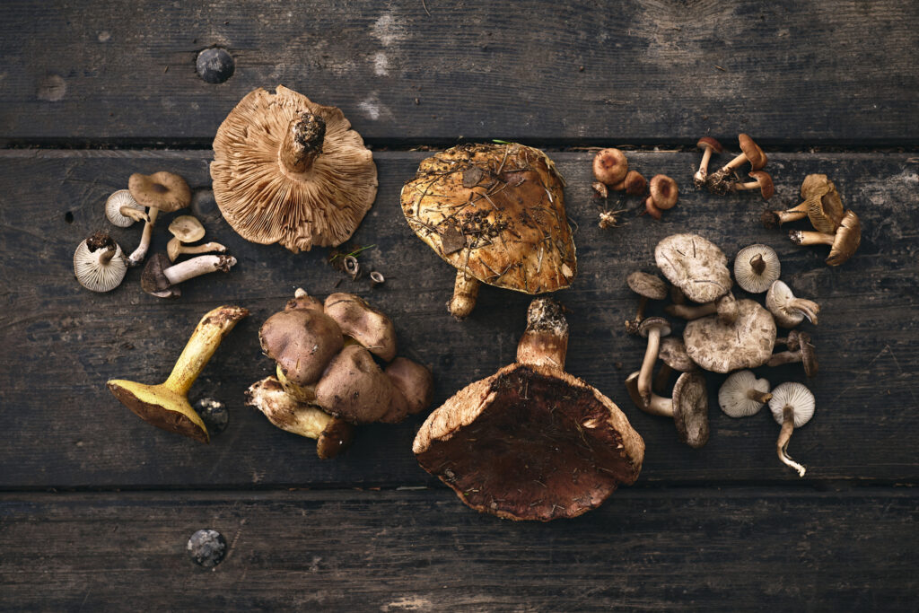 Foraged mushrooms in Ben Shemen forest
